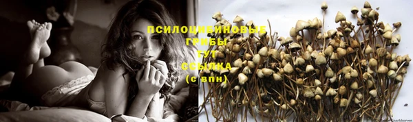 стафф Богданович